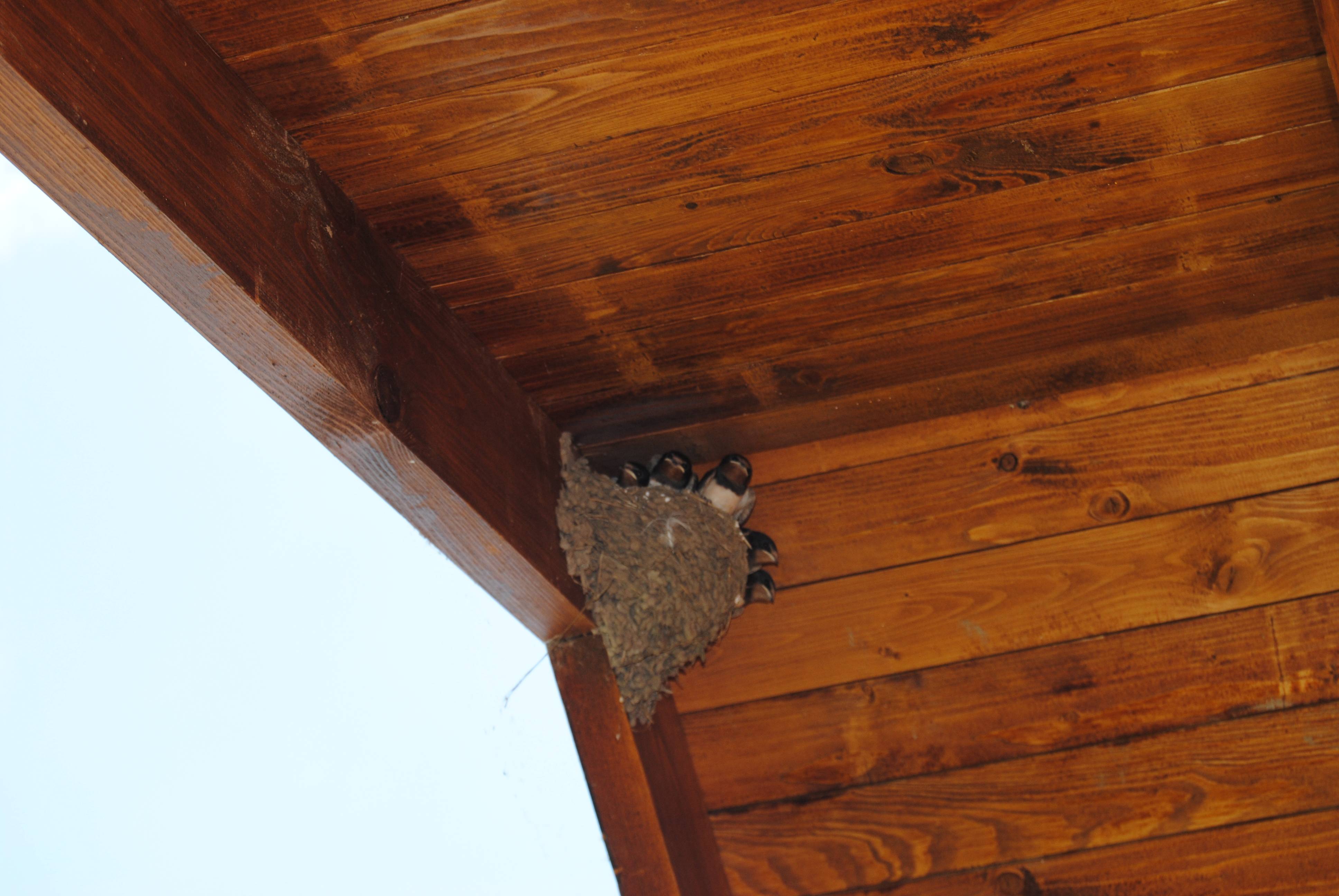 ✅ как отпугнуть воробьев с балкона. как избавиться от птиц на крыше дома и балкона? -