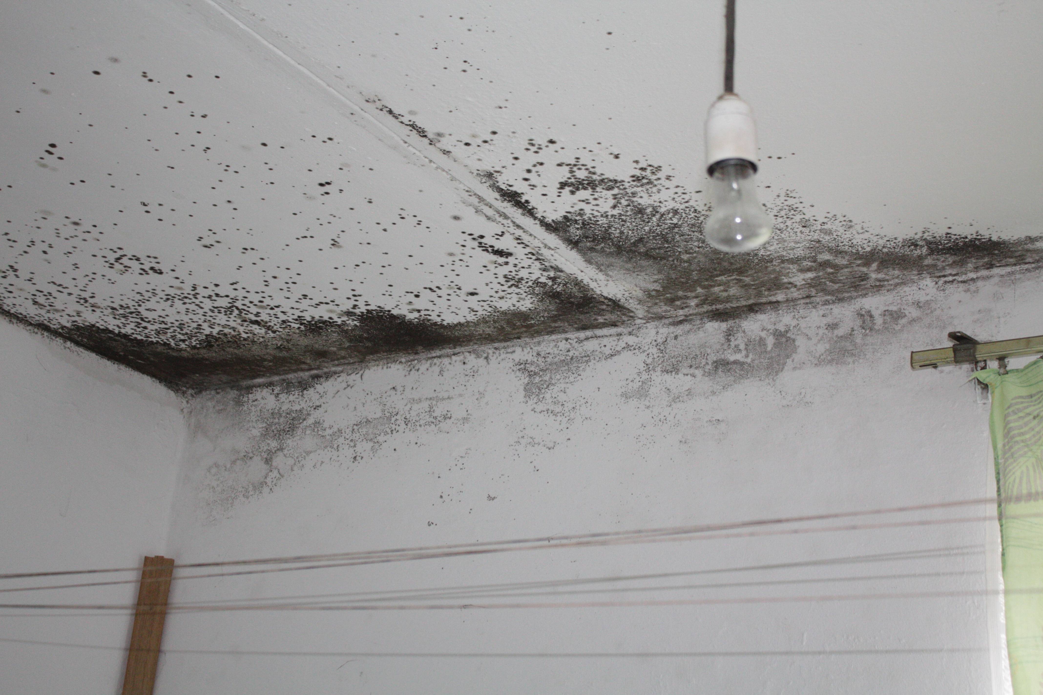 Как убрать плесень с потолка в ванной, очистить грибок в домашних условиях