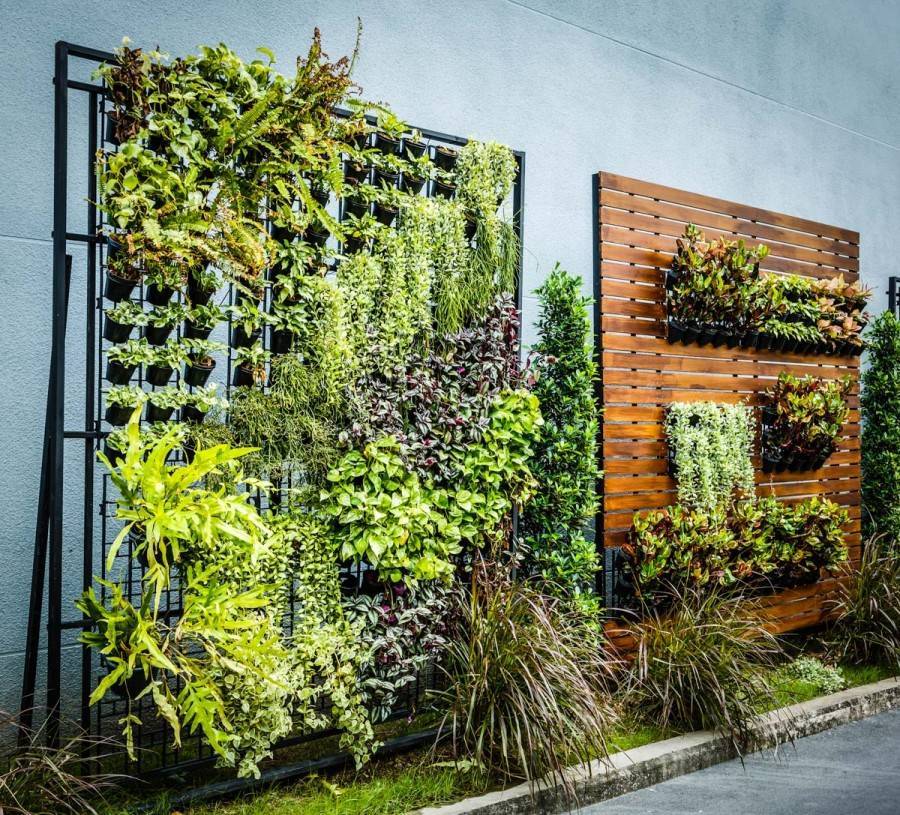 Вертикальное озеленение своими руками, в квартире, на даче, стен, фитомодуля, растения