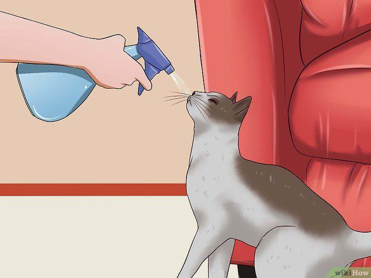 Как отучить кошку драть обои и мебель: советы для хозяина