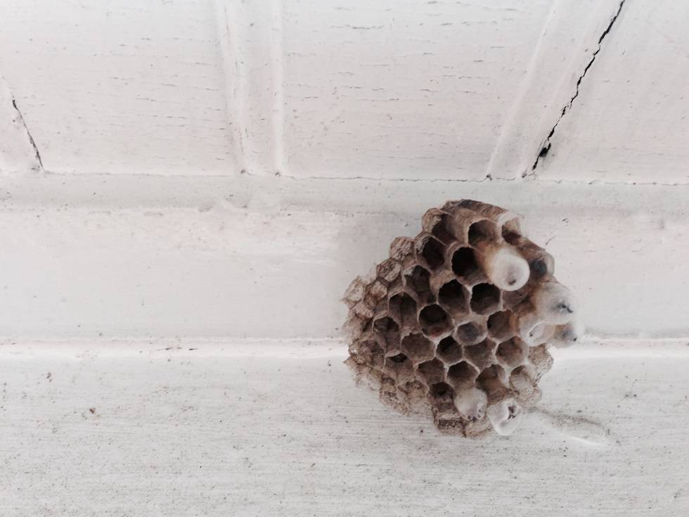 Как избавиться от ос на балконе: убрать осиное гнездо, чем отпугнуть
