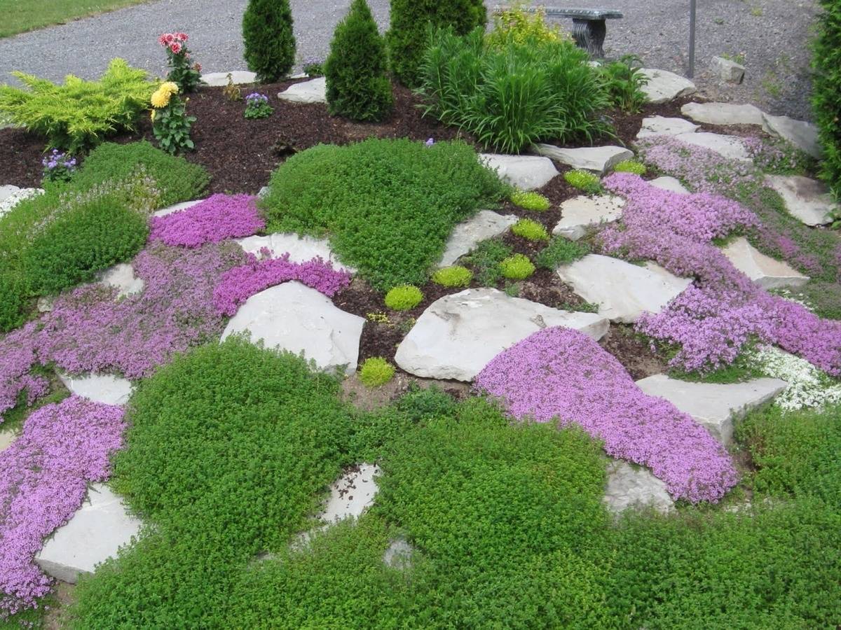 Каталог из 23 растений для альпийской горки: кусочек швейцарии в саду (80+ фото & видео) | +схемы