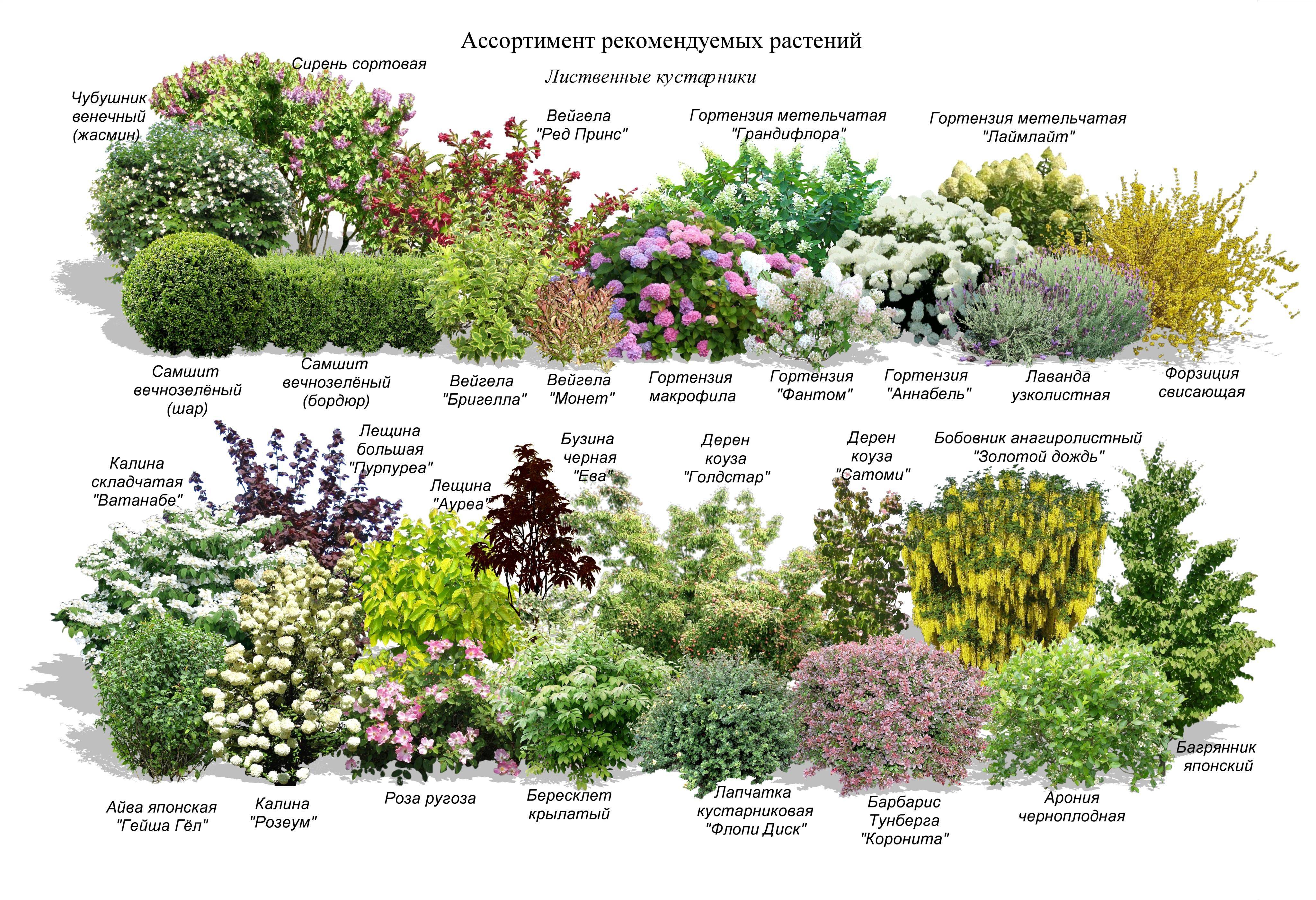 Правила сочетания цветов и растений при составлении ландшафтных композиций