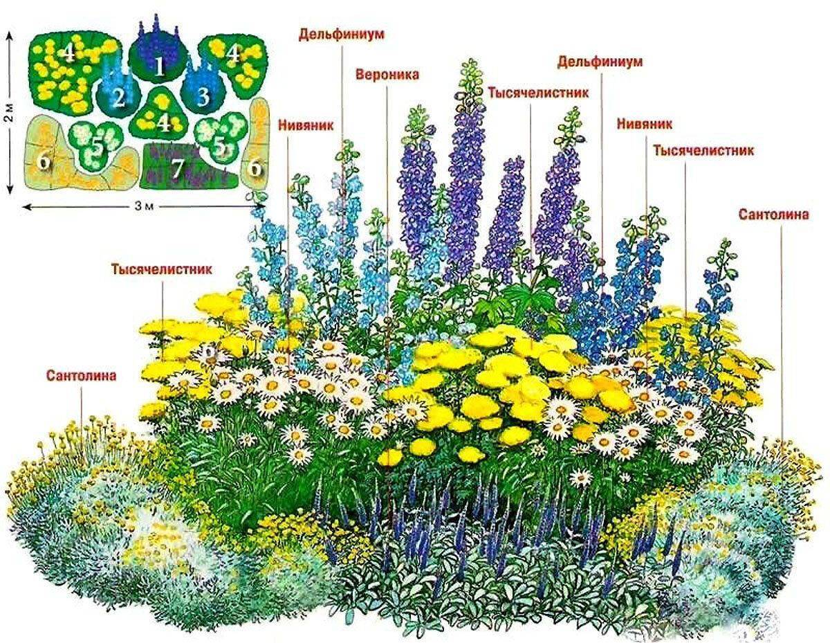 Цветы на клумбе: многолетние и однолетние низкорослые растения, цветущие всё лето, и уход за ними