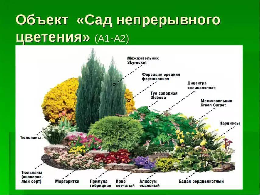 Декоративные растения: 125 фото лучших видов растений и их выращивание в ландшафтном дизайне