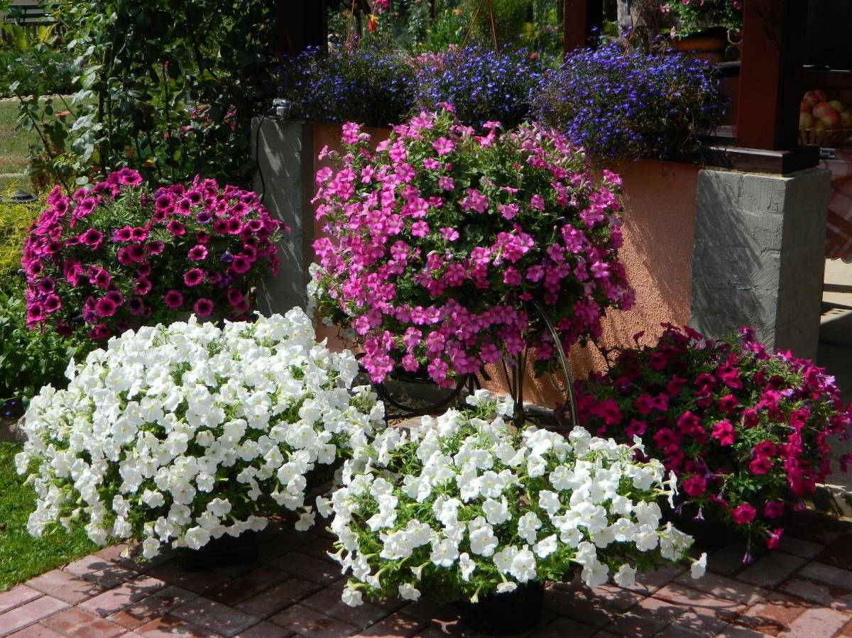 Ампельные растения для сада, список, засухоустойчивые, теневыносливые, лучшие цветы для кашпо, использование в ландшафтном дизайне