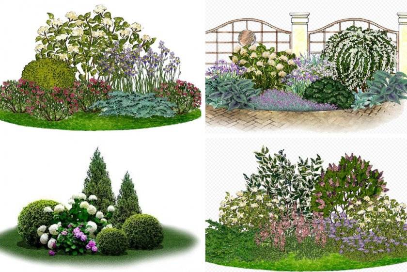 Варианты использования кустарников в саду, декоративные свойства распространенных видов, условия посадки и ухода (фото + видео)