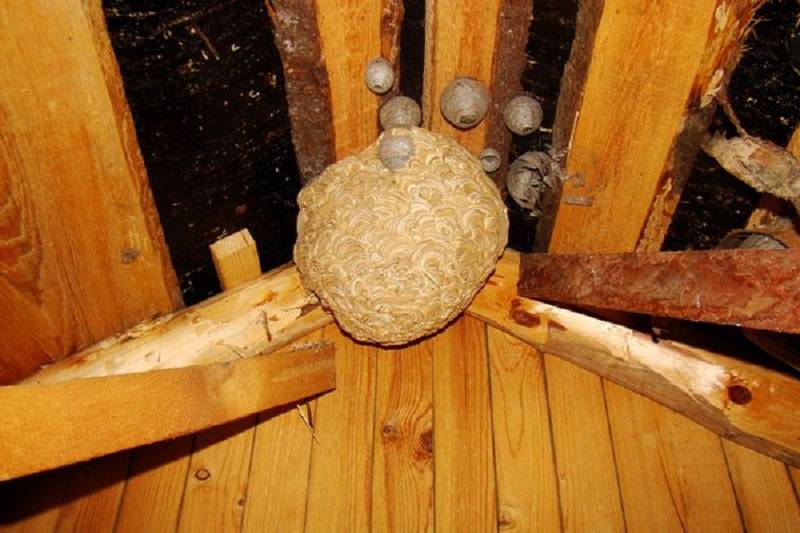 Простые и эффективные способы, как избавиться от осиного гнезда