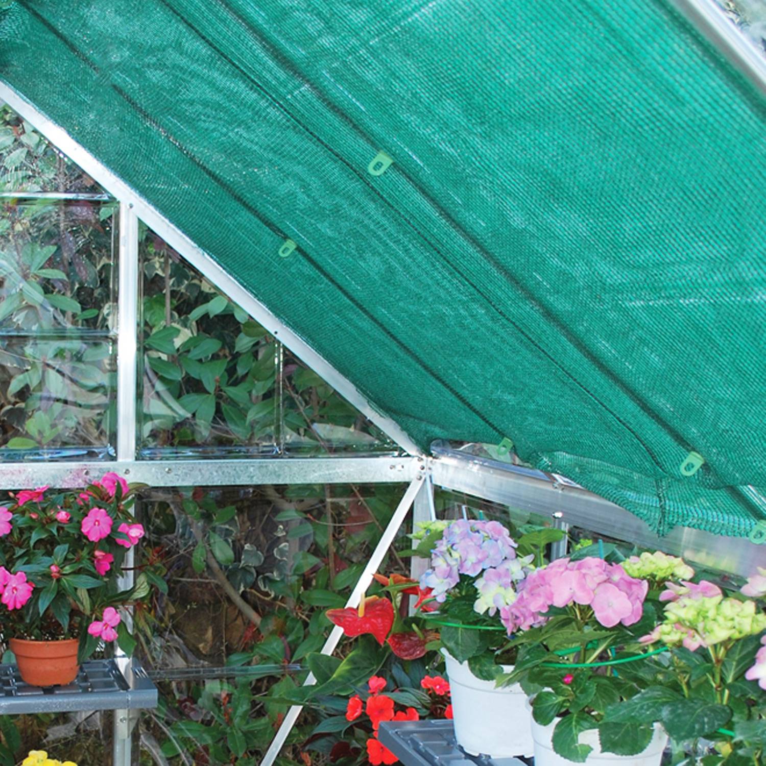 Советы как уберечь комнатные растения от жары и повысить для них влажность