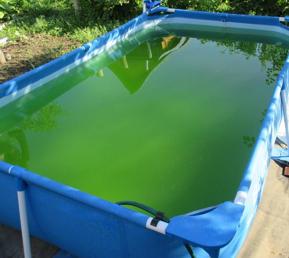 Вода в бассейне зеленеет: что делать и как убрать в домашних условиях, народные средства как очистить