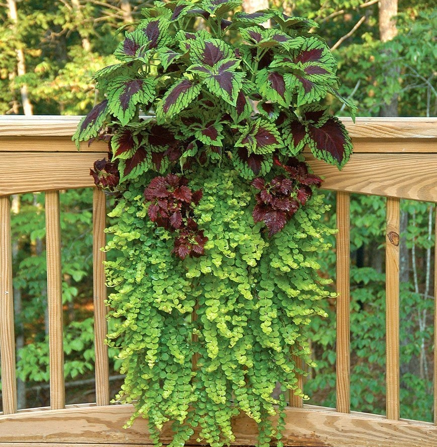 Ампельные растения для кашпо — пышная красота на балконе и в саду