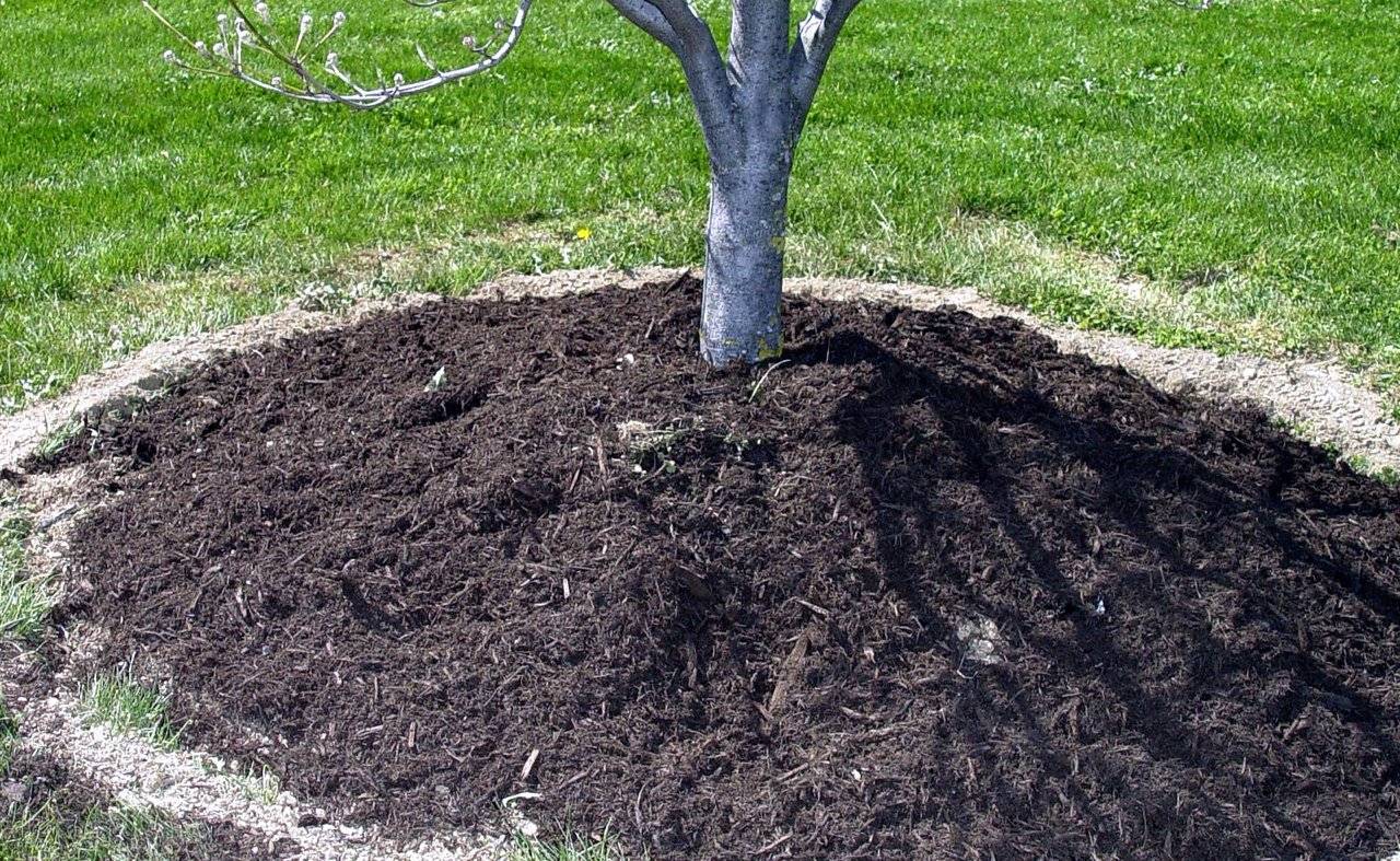 7 идей для добавления изюминки вашему саду — что можно посадить в приствольном круге деревьев
