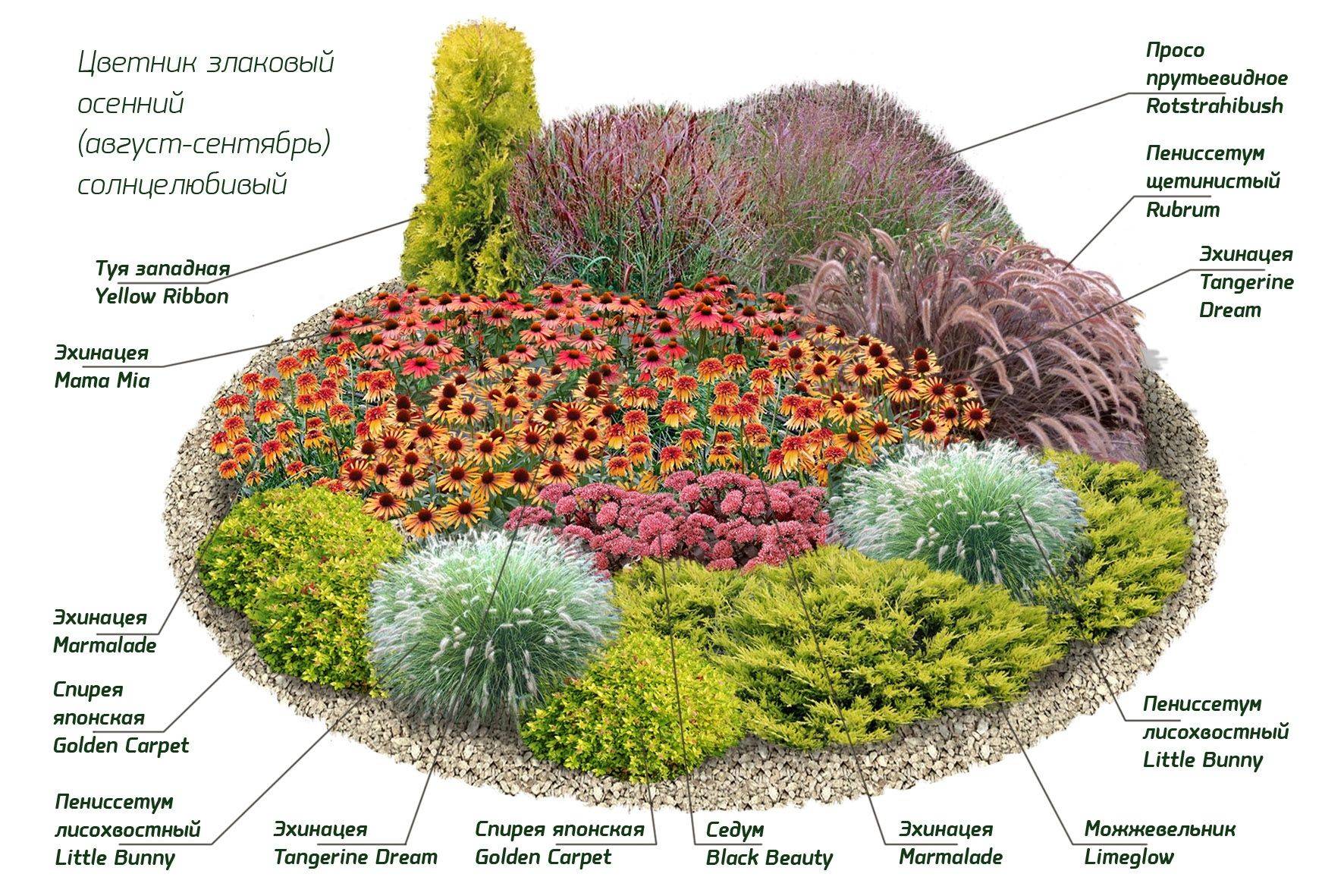 Совместимость декоративных кустарников в ландшафтном дизайне