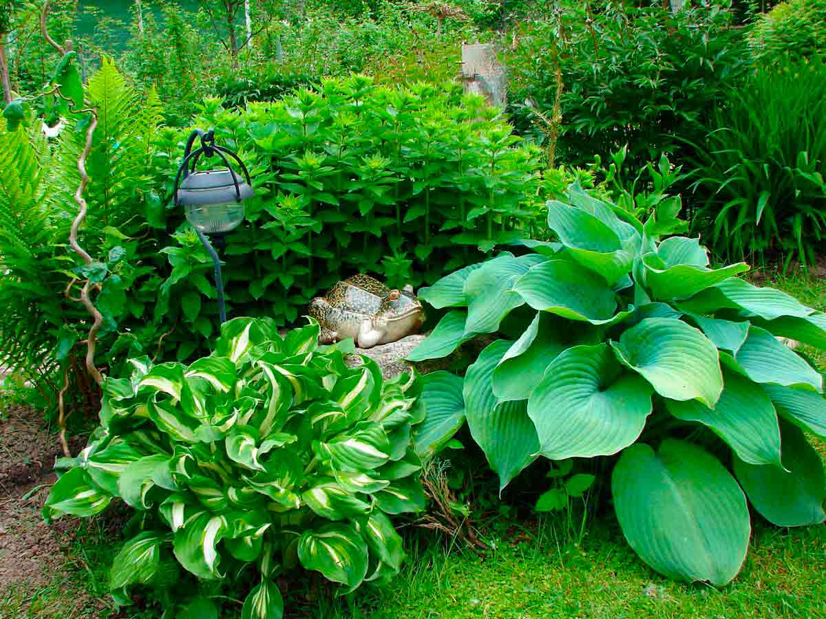 Хосты — разнообразие видов и использование в саду