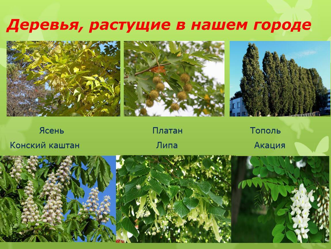 Быстрорастущие деревья для дачи. виды, описание, рекомендации