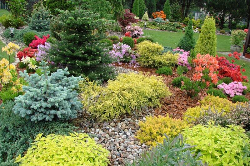Лучшие хвойные растения для сада - 150 фото оригинальных идей от садовника
