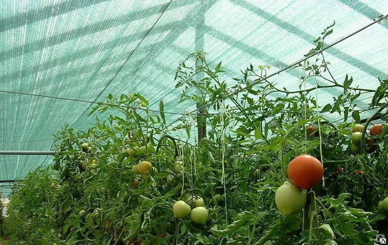 Саншет агроуспех — защита растений от солнечных ожогов и засухи — ботаничка