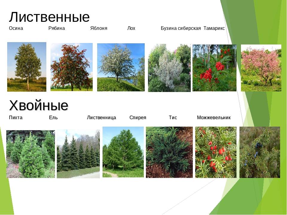Быстрорастущие деревья и кустарники: виды лиственных, хвойных и плодовых пород, различных кустарников