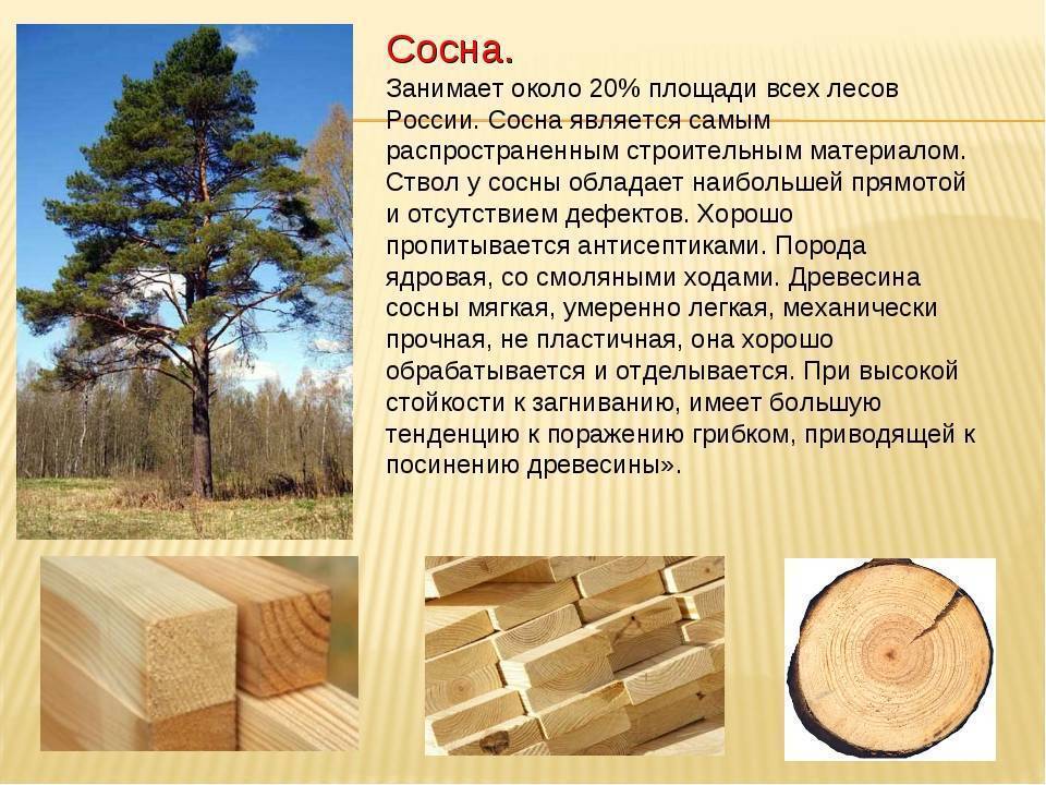 Вагонка для бани: особенности и свойства пород древесины