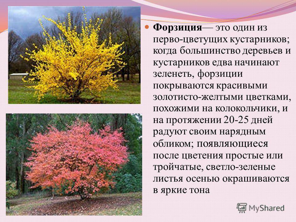 Быстрорастущие деревья в ландшафтном дизайне: хвойные, лиственные и плодовые типы, декоративные кустарники